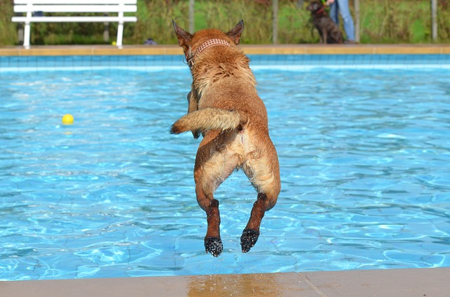skok psa na bazénu.jpg