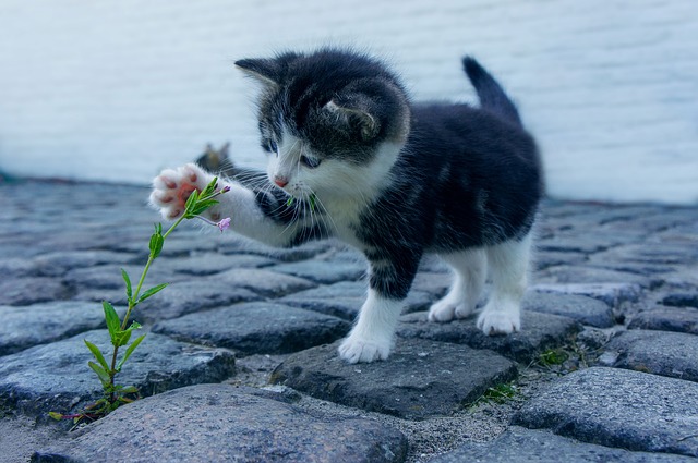 kotě s kytičkou