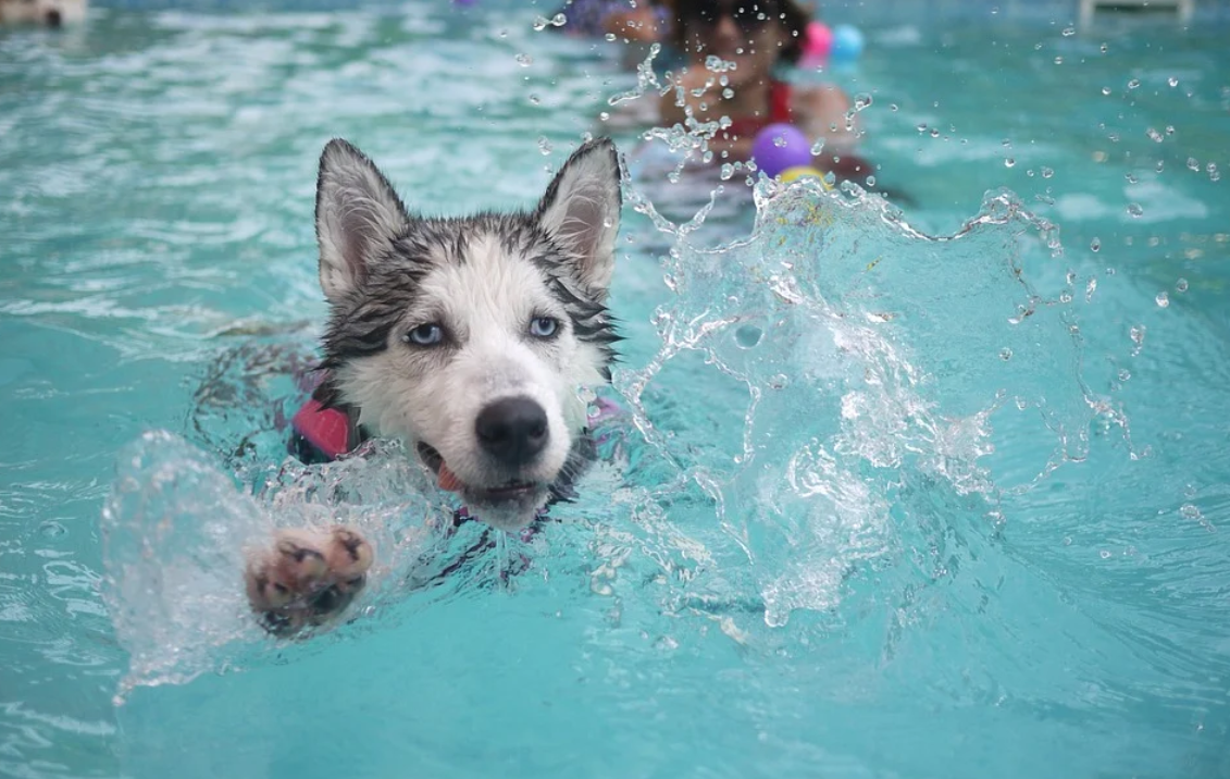 pes v bazénu